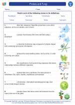 Science - Seventh Grade - Vocabulary: Protists and Fungi