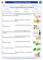 photosynthesis and respiration 7th grade science worksheets vocabulary sets and answer key