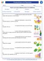 Photosynthesis and Respiration. 7th Grade Science Worksheets, Vocabulary  Sets and Answer key.