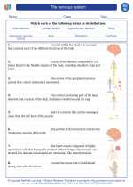 Science - Eighth Grade - Vocabulary: The nervous system