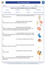 Science - Eighth Grade - Vocabulary: The nervous system