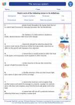 The nervous system. 8th Grade Science Worksheets and Answer key, Study ...