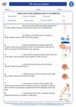 Science - Eighth Grade - Vocabulary: The nervous system