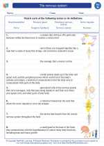 Science - Eighth Grade - Vocabulary: The nervous system