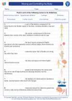 Science - Sixth Grade - Vocabulary: Moving and Controlling the Body