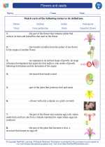 Science - Fifth Grade - Vocabulary: Flowers and seeds