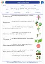 Biology - High School - Vocabulary: Introduction to Plants