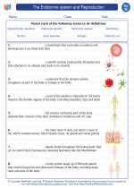 Science - Eighth Grade - Vocabulary: The endocrine system and Reproduction
