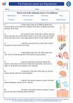 Science - Eighth Grade - Vocabulary: The endocrine system and Reproduction