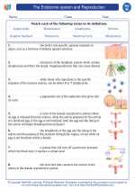 Science - Eighth Grade - Vocabulary: The endocrine system and Reproduction