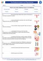 Science - Eighth Grade - Vocabulary: The endocrine system and Reproduction