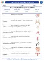Science - Eighth Grade - Vocabulary: The endocrine system and Reproduction