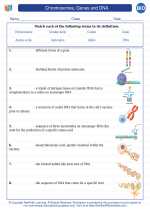 Biology - High School - Vocabulary: Chromosomes, Genes and DNA