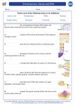 Biology - High School - Vocabulary: Chromosomes, Genes and DNA