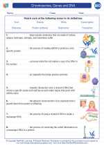 Biology - High School - Vocabulary: Chromosomes, Genes and DNA