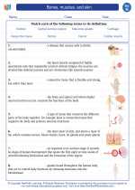 Science - Eighth Grade - Vocabulary: Bones, muscles, and skin