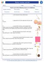 Science - Eighth Grade - Vocabulary: Bones, muscles, and skin