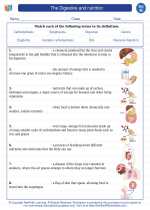 the digestive and nutrition 8th grade science worksheets and answer