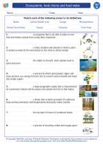 ecosystems food chains and food webs 7th grade science worksheets and answer key study guides and vocabulary sets