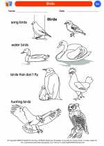 Science - Kindergarten - Worksheet: Birds