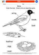 Science - Kindergarten - Worksheet: Birds