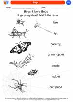 Science - Kindergarten - Worksheet: Bugs