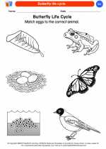 Science - Kindergarten - Worksheet: Butterfly life cycle