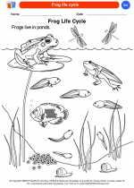 Science - Kindergarten - Worksheet: Frog life cycle