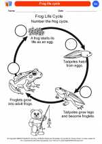 Science - Kindergarten - Worksheet: Frog life cycle