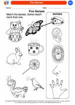 Science - Kindergarten - Worksheet: Five Senses