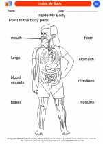 Science - Kindergarten - Worksheet: Inside My Body