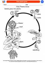 Science - Kindergarten - Worksheet: How plants grow