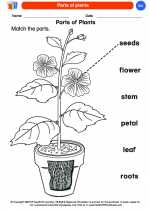 Science - Kindergarten - Worksheet: Parts of plants