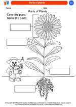 Science - Kindergarten - Worksheet: Parts of plants