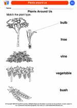Science - Kindergarten - Worksheet: Plants around us