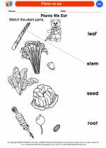 Science - Kindergarten - Worksheet: Plants we eat