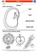 Science - Kindergarten - Worksheet: Seeds