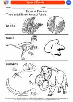 Science - Kindergarten - Worksheet: Types of Fossils