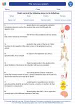 The nervous system. 8th Grade Science Worksheets and Answer key, Study ...