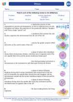 Biology - High School - Vocabulary: Mitosis