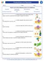 Science - Seventh Grade - Vocabulary: Photosynthesis and Respiration