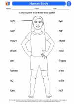 human body 1st grade science worksheets and answer keys study guides and vocabulary sets