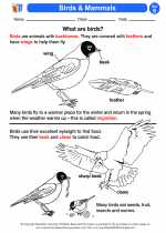 Science - Second Grade - Activity Lesson: Birds & Mammals