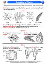Science - Third Grade - Activity Lesson: Grouping of Plants