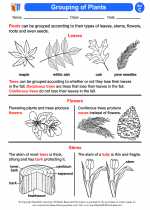 plant classification worksheet