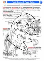 Science - Fourth Grade - Activity Lesson: Food Chains & Food Webs