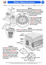 Science - Fifth Grade - Activity Lesson: Roots Leaves