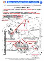 Science - Seventh Grade - Activity Lesson: Ecosystems, Food Chains & Food Webs