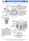 Science - Sixth Grade - Activity Lesson: Photosynthesis & Respiration
