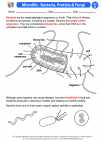 Science - Seventh Grade - Activity Lesson: Microlife - Bacteria, Protists & Fungi